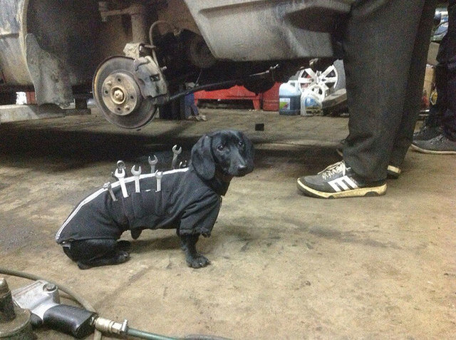 tool-dog-dachshund-suit-auto-mechanic-24.jpg