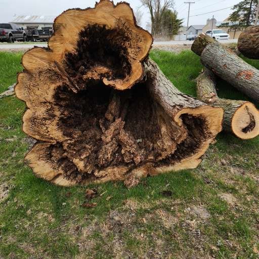 oak tree 1.jpg
